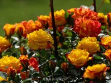 安阳市滑县森林公园月季花开放，赏花打卡正当时