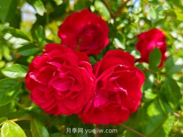 月季红木香爆花机器，花艳丽花量大花期长