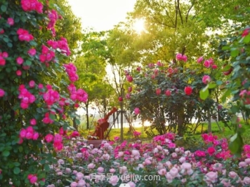 上海前滩休闲公园，月季花海盛景等你赏