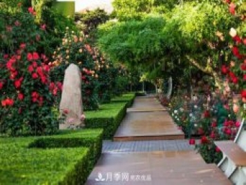 秦皇岛适合养月季花，市花和市树是什么